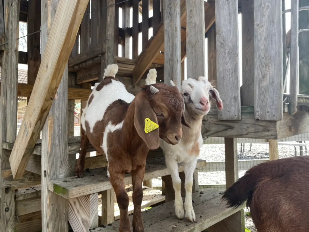 oregon-dairy-events-04