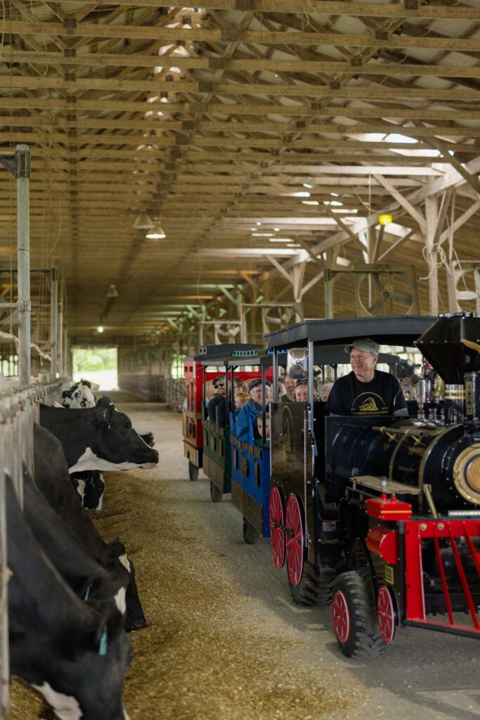 Barnyard Express in barn beside cows.